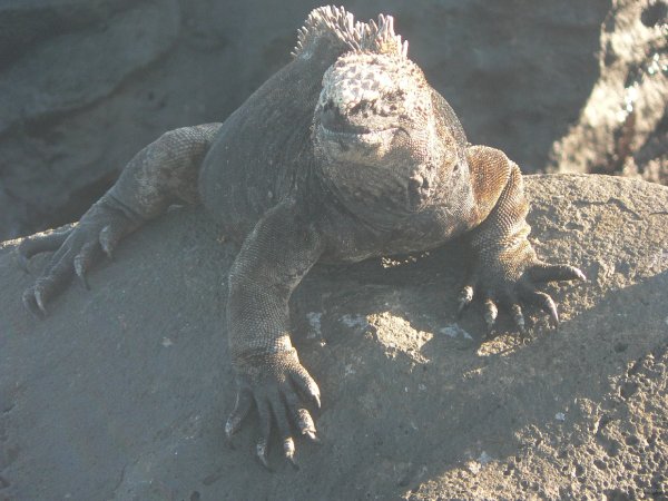 162- Iguane 